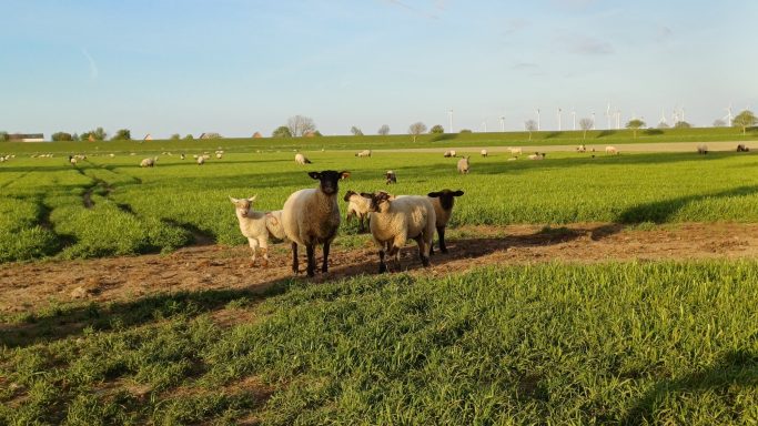Schafe auf der Weide